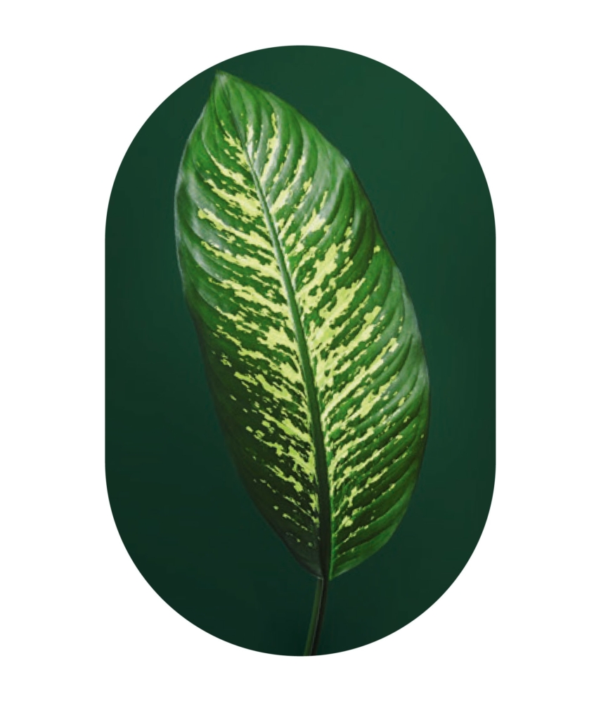 kita-kinderzimmer-hamburg-ratgeber-umwelt-essen-Dieffenbachie