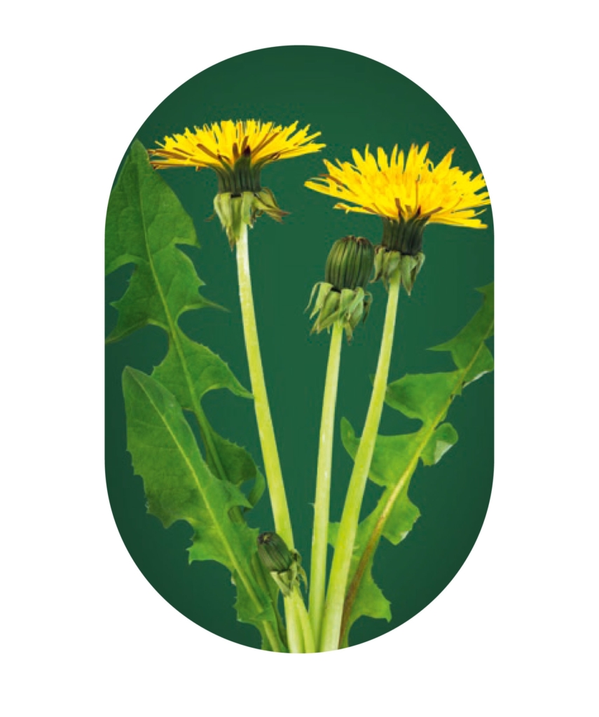 kita-kinderzimmer-hamburg-ratgeber-umwelt-essen-Loewenzahn