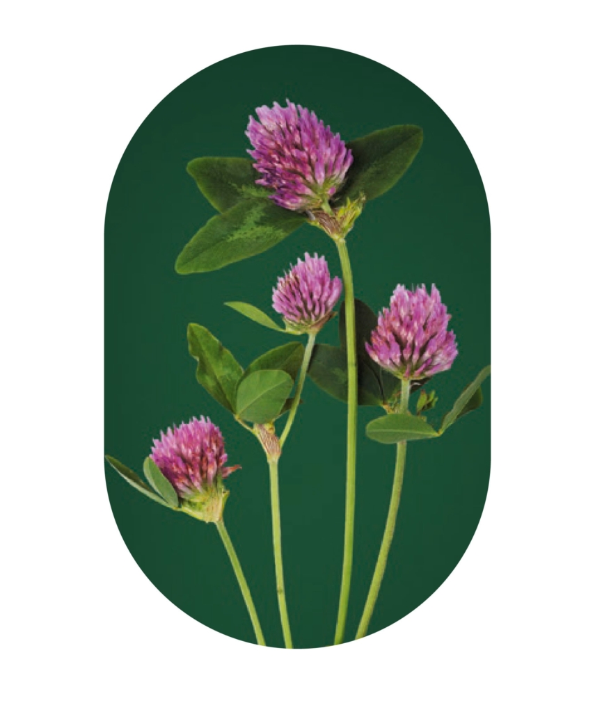 kita-kinderzimmer-hamburg-ratgeber-umwelt-essen-Rotklee