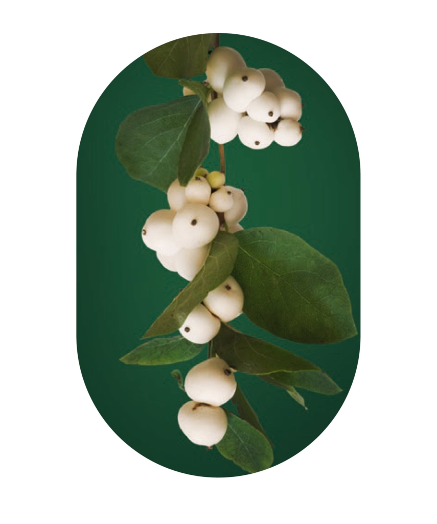 kita-kinderzimmer-hamburg-ratgeber-umwelt-essen-Schneebeere