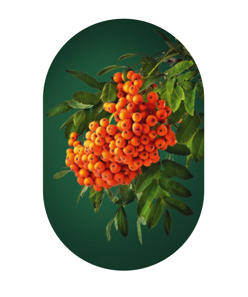 kita-kinderzimmer-hamburg-ratgeber-umwelt-essen-Vorgelbeere