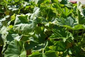 kita-hamburg-osdorf-kinderzimmer-bornheideDSC01670