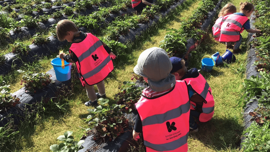 vorschule-kita-kinderzimmer-hamburg-Ausflug_Erdbeeren Vorschulkinder aus der Kita kinderzimmer Hamburg pflücken Erdbeeren auf einem Erdbeerfeld